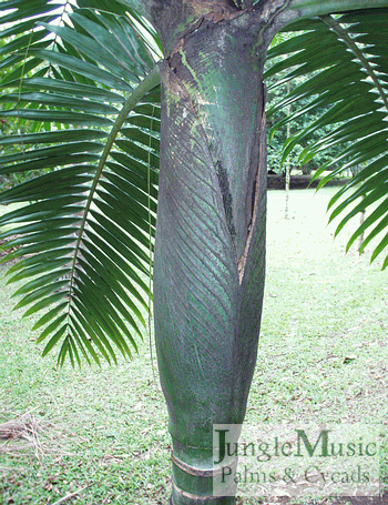 Burretiokentia vieillardii 
